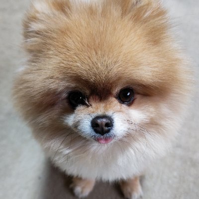 はっぴー動物園🐯