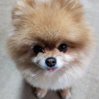 はっぴー動物園🐯