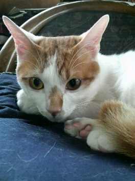 Shu/秀☆ 🥮o(´ω `๑)