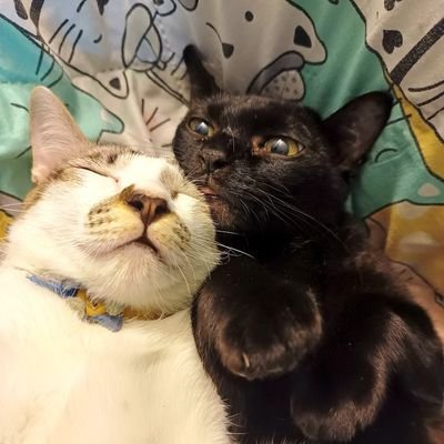 AmilyKatze l แมวลิ้นค้าง