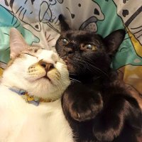 AmilyKatze l แมวลิ้นค้าง