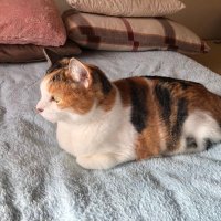 𝓕𝓲𝓻𝓼𝓽 𝓢𝓾𝓶𝓶𝓮𝓻 𝓢𝓱𝓲𝓴𝓲𝓷