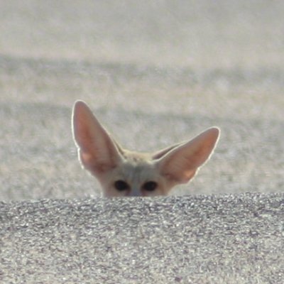 Fennec_Radar