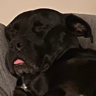 Mlehm Machine 🇵🇸