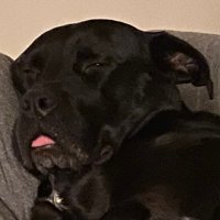 Mlehm Machine 🇵🇸