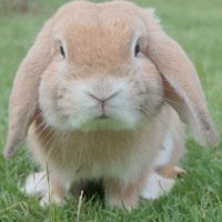 むぅ（情緒ふあんてい辞めたい）課金ﾏﾝは辞めた