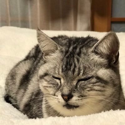 ピーちゃん🐈田舎で雑に暮らす乳がん４年生