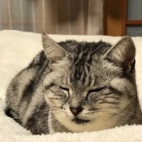 ピーちゃん🐈田舎で雑に暮らす乳がん４年生