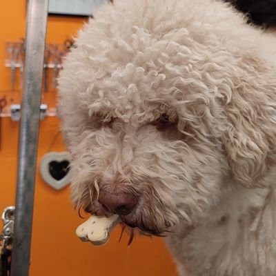 Lucio🇮🇹🖤💙