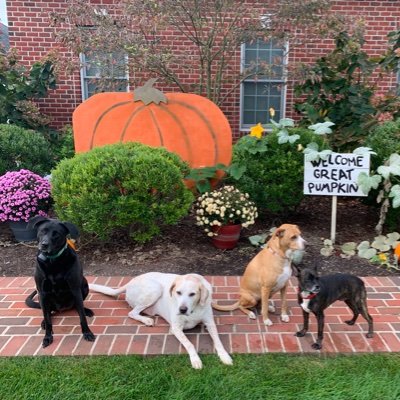 Scott Paterno, Shabbos Goy