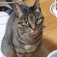 藤樹(ハンモック職人）