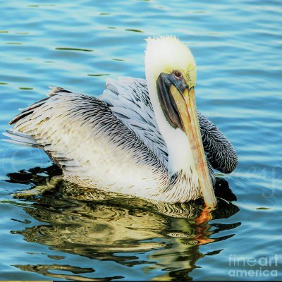 Joanne Carey Photography