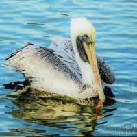 Joanne Carey Photography