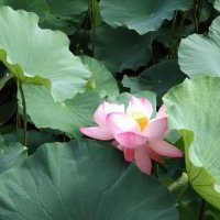 バイバイキン（バイバイキン）