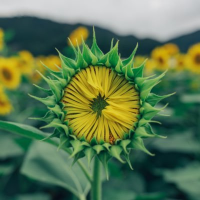 (推しごとに勤しむだけの)椅子⚔️🌲【白銀聖騎士団の足拭きマット】