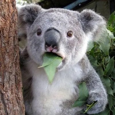 JimHelper🐨🇦🇺