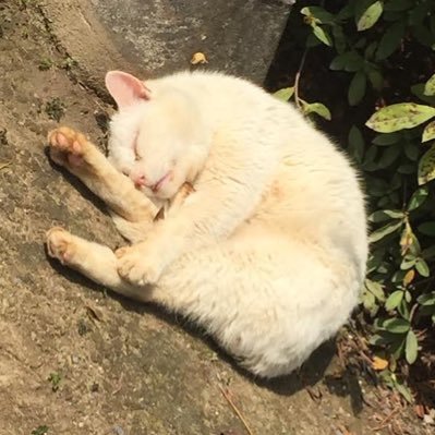 かっしー💫☃️