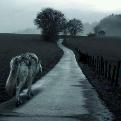 Lobosolitario 🇵🇸🇨🇳🇮🇪