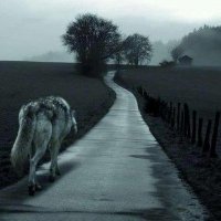 Lobosolitario 🇵🇸🇨🇳🇮🇪