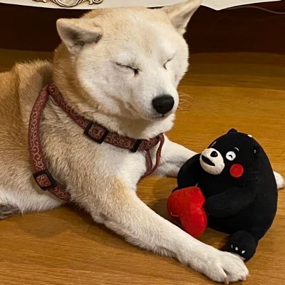 miha１ミリも引かない🍊