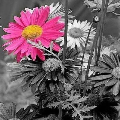 Aazma 🇮🇳 آعظمہ