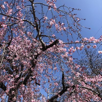 kiyo＠ITエンジニア・未来の中小企業診断士