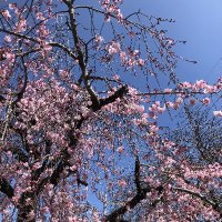 kiyo＠ITエンジニア・未来の中小企業診断士