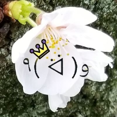 よし兵衛-ozi-Rainbowind🌈