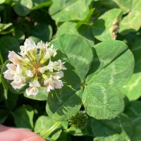 るるーん✨𓆩♱𓆪 ✨🍀⛸@キュレー太ー