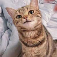 Sya Store Wts Fanplus wts podoal wts idol champ