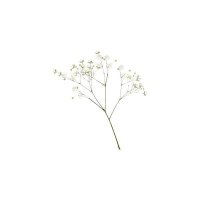 rosie's back with her shenanigans