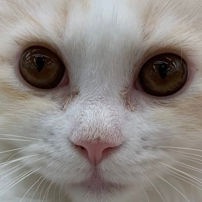 こよこよ☆こっこ👽