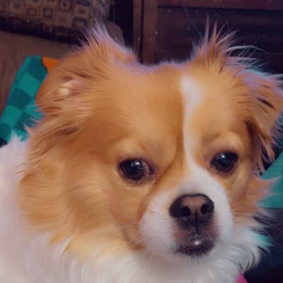 🇺🇸🇺🇸🇺🇸Bagel Colorado❤️🤍💙