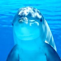 にじいろ🌈いるか