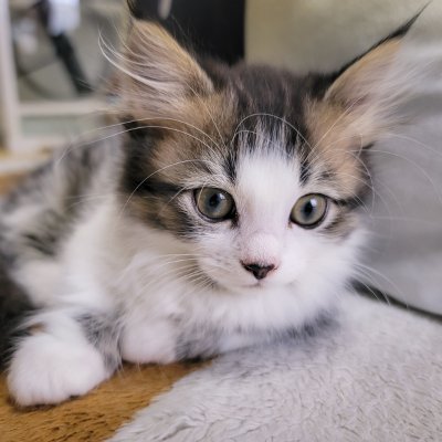 猫ちゃん𓃠 嵐 ファン✨