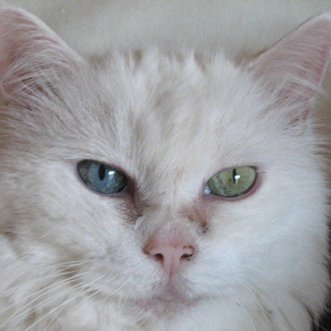 Silvia🌈✊🏽🍉No Global