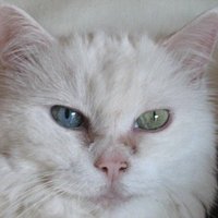 Silvia🌈✊🏽🍉No Global