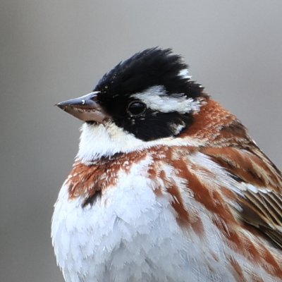 はぐれコマドリ