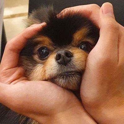 tete*s a little yawn🥱🌷🧸💜🐅🌷