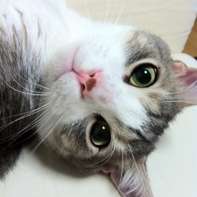 ふう 🐈🐈‍⬛