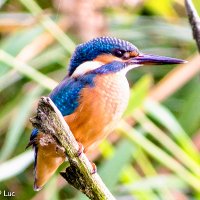 Kingfisher voorheen Luc