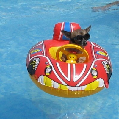 Tracy B & Nairo the Chihuahua