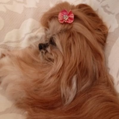 VanSchnaider 🇧🇷