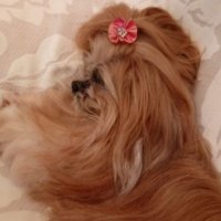 VanSchnaider 🇧🇷