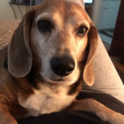 DogMom🇺🇸🇺🇸🇺🇸🇺🇸