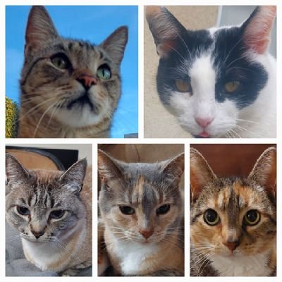 the thundercats gang