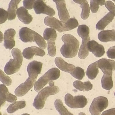 Alfonso Martinez Arias