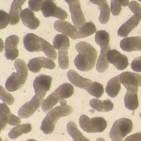 Alfonso Martinez Arias