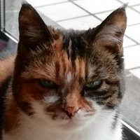 カリン　ちゃこ（きゃぷ）