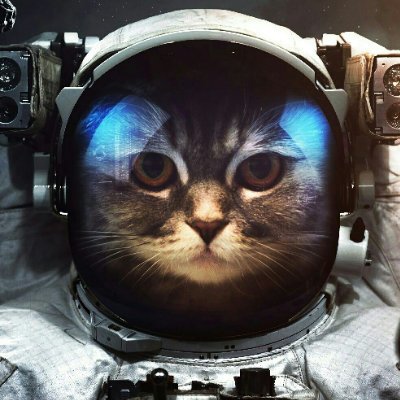 CatsInSpace2